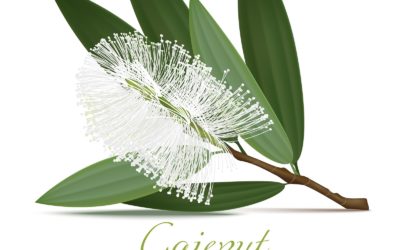 FICHE HUILE ESSENTIELLE CAJUPUT DE NATHALIE DESPETIT